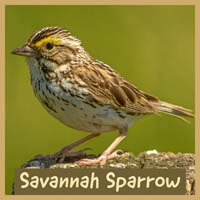 Savannah Sparrow